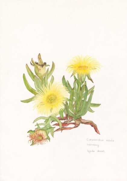 EDIBLE - Carprobrotus edulis