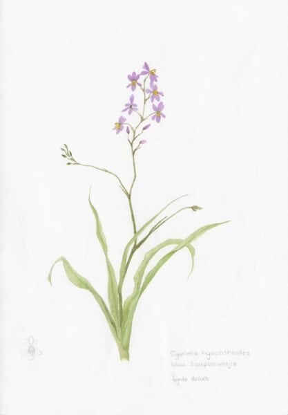 EDIBLE - Cyanella hyacinthoides