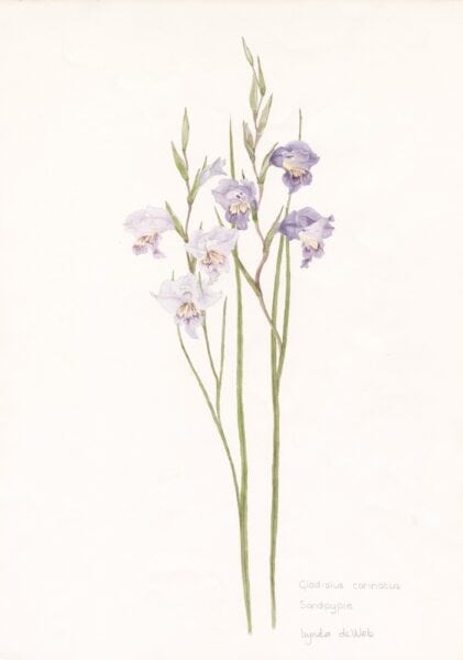 EDIBLE Gladiolus carinatus