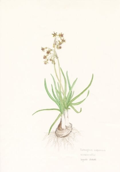 EDIBLE - Tulbaghia capensis