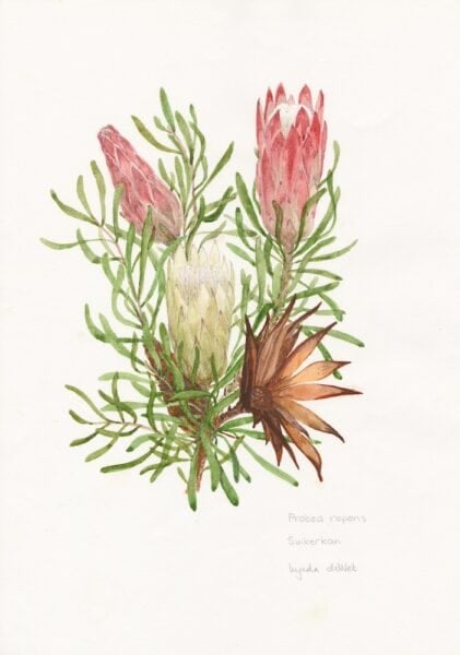 EDIBLE - Protea repens