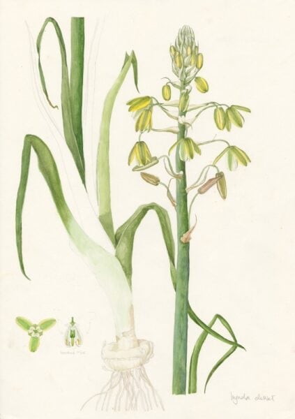 GEOPHYTE Albuca spp 1