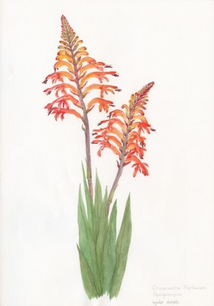 GEOPHYTE Chasmanthe floribunda