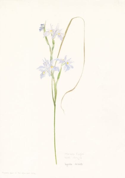 GEOPHYTE Moraea fugax