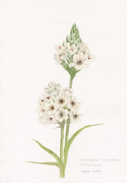 GEOPHYTE Ornithogalum thyrsoides