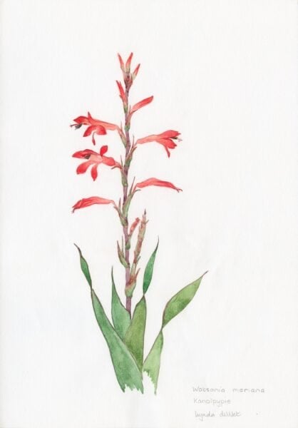 GEOPHYTE Watsonia meriana