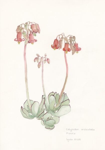 MEDICINAL - Cotyledon orbiculata