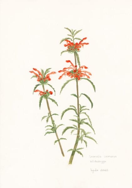 MEDICINAL Leonotis leonurus