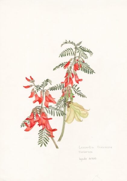 MEDICINAL Lessertia frutescens