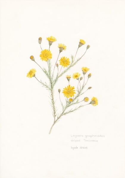 MEDICINAL Leysera gnaphalodes