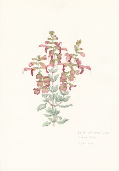 MEDICINAL Salvia aurea