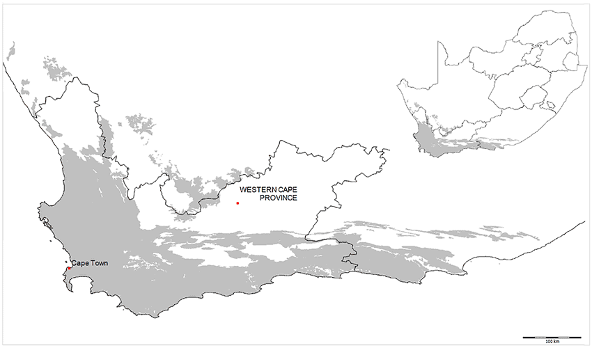 Map of the Fynbos biome and the Western Cape province. 
(Pereira et al 2022 https://doi.org/10.1007/s11625-022-01182-3)
