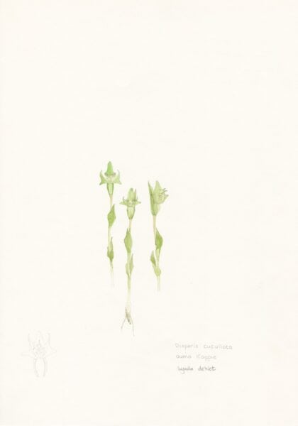 RARE Diperis cucullata