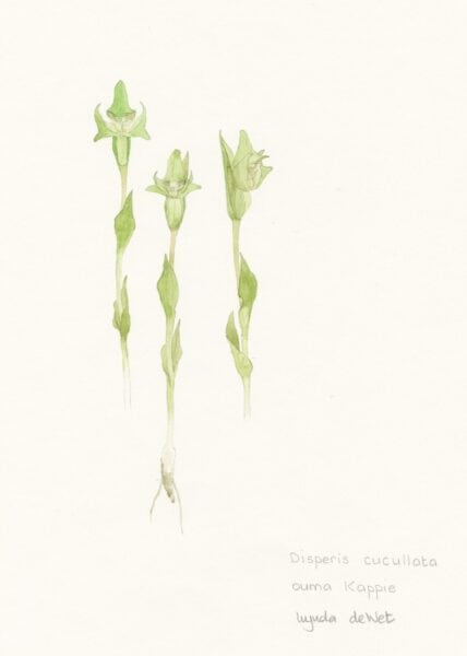 RARE Diperis cucullata.-croppedjpg