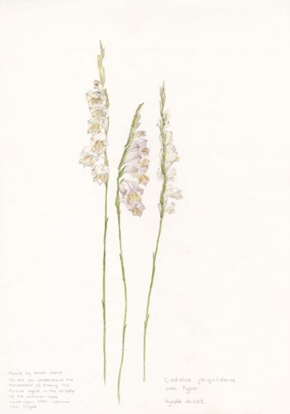 RARE Gladiolus jonquilidorus