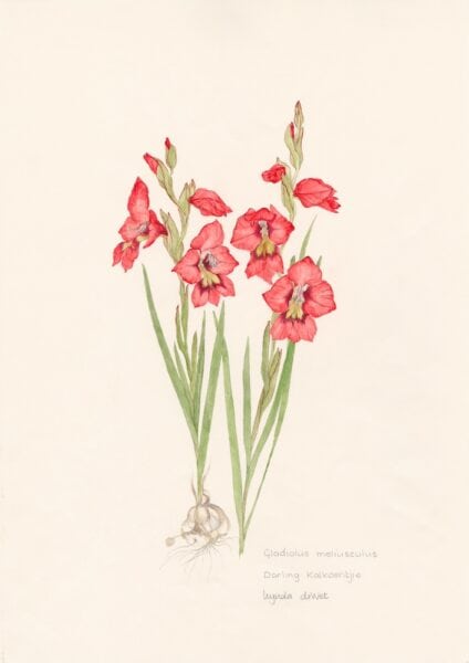 RARE Gladiolus meliusculus