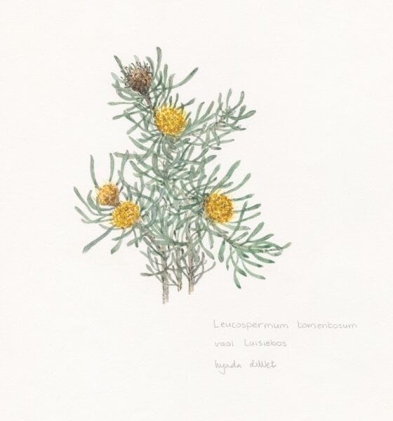 RARE Leucospermum tomentosum
