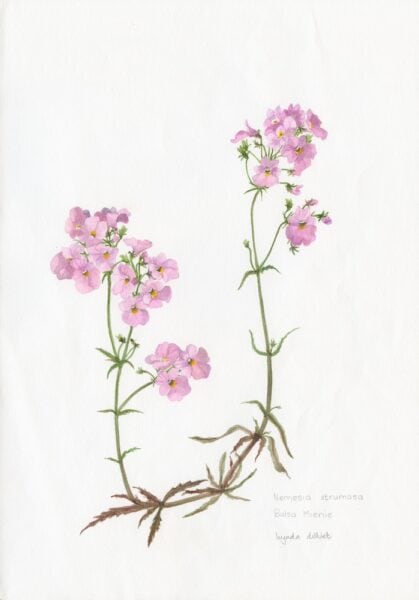 RARE Nemesia strumosa 1