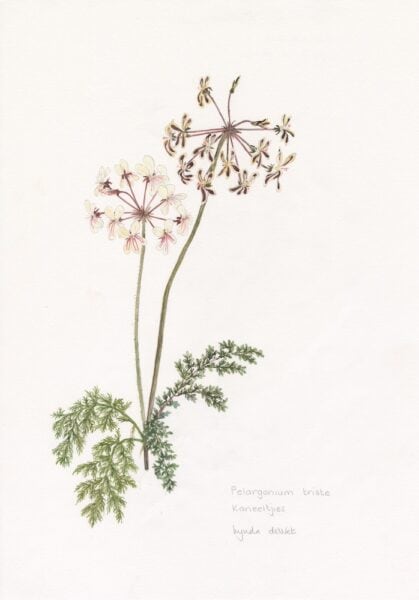 RARE Pelargonium triste