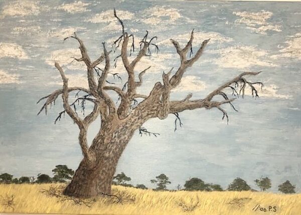 Piet Skoen - Camel thorn tree