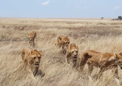 !Khwa ttu | San Spirit Shared | Lions are walking