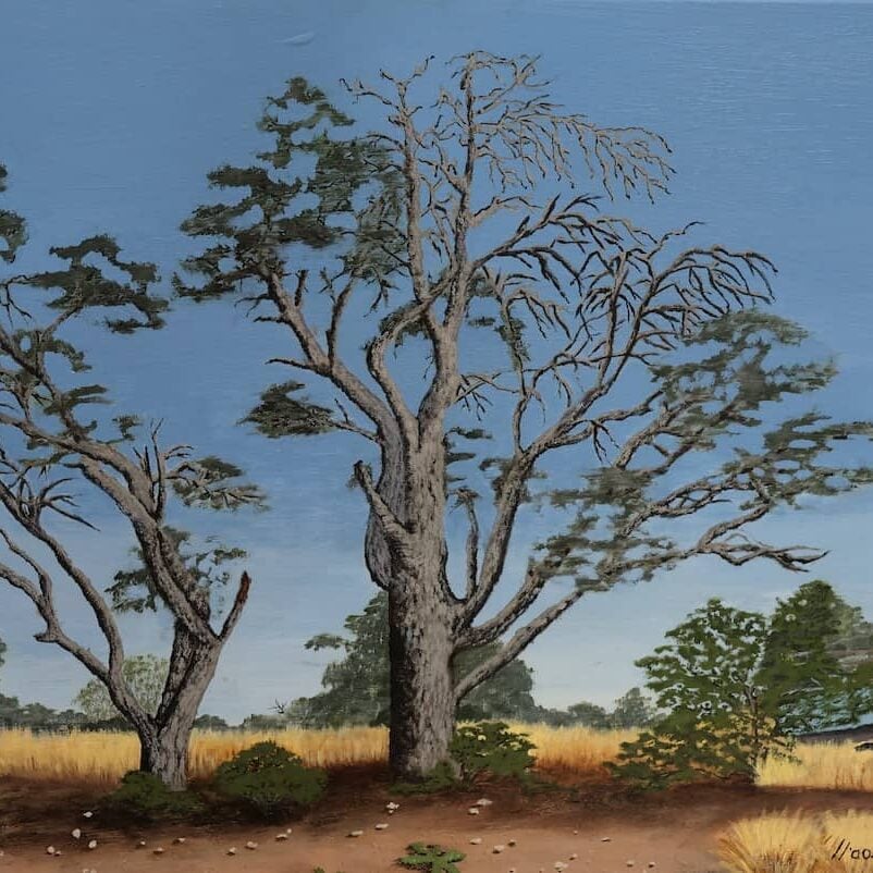 Piet Skoen - Farm scene with camel thorn tree